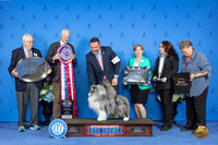 Shetland Sheepdog #23 FRI BIS Judge Jon Cole