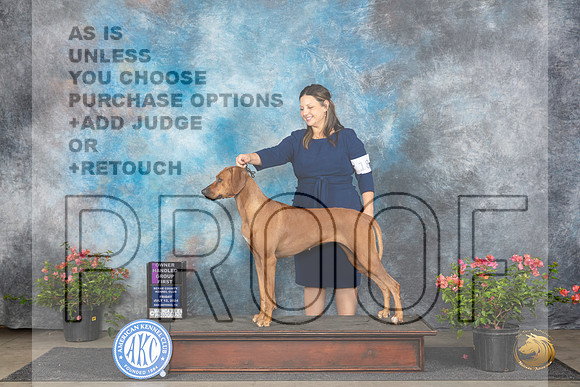 Rhodesian Ridgeback #18 Fri OHBOB OHG1 Judge Elizabeth ‘Beth’ Sweigart__JP_6130_San Antonio_2024_HR3