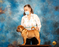 Chinese Shar Pei Puppy Mary Nelson 2