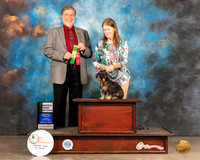 Dachshund Wirehaired #39 Sun CD Judge Robert Margolis