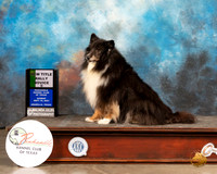 Shetland Sheepdog #7 Sun RAdvA Judge Cathy Caballero