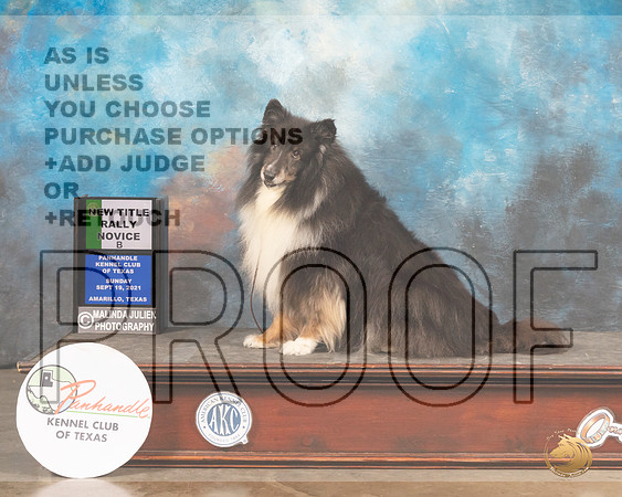 Shetland Sheepdog #7 Sun RAdvA Judge Cathy Caballero-MMJ_2591-Amarillo2021