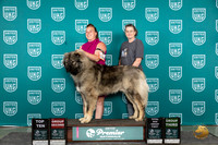 Caucasion Ovcharka #1150 Sun G3 Judge Tracie Karsjens