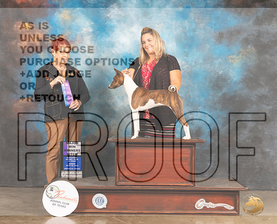 Basenji #16 Sun WB Judge Ann Meyer-MMJ_2649-Amarillo2021