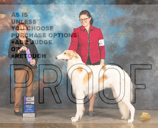 Borzoi #17 Sun WD Judge Ann Meyer-MMJ_2645-Amarillo2021