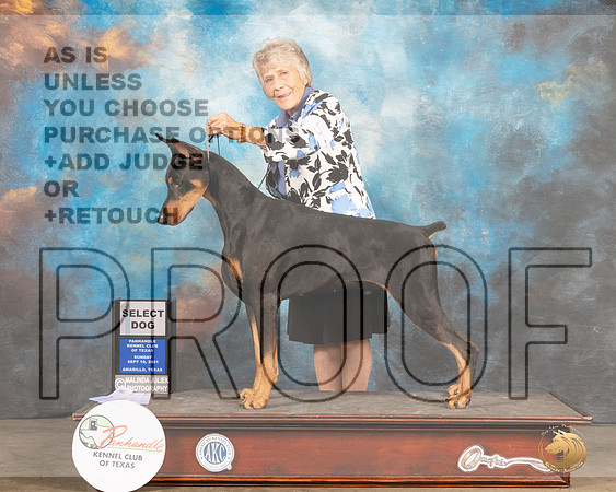 Doberman Pinscher #5 Sun SD-MMJ_2603-Amarillo2021