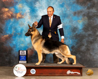 German Shepherd Dog #17 Sun BOB SilvrGr