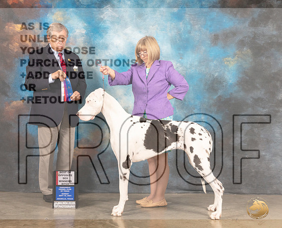 Great Dane #10 Sun BOSWB Judge Robert Robinson-MMJ_2634-Amarillo2021