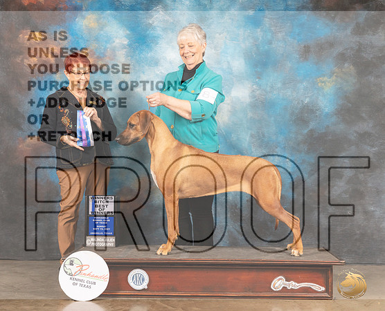 Rhodesian Ridgeback #8 Sun BOW Judge Ann Meyer-MMJ_2670-Amarillo2021