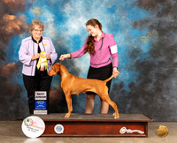 Vizsla #J601 Sun BJr Judge Jane Boatman Blackerby