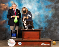 Boston Terrier #6 Sun OHG2 Judge Robert Robinson