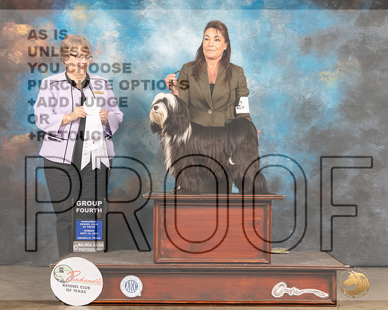Tibetan Terrier #5 Sun G4 Judge Jane Blackerby-MMJ_2780-Amarillo2021