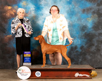 Vizsla #8 Sun BOB Judge Jan Paulk