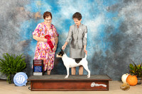 Rat Terrier #6 Sat G2  Judge Pamela Peat