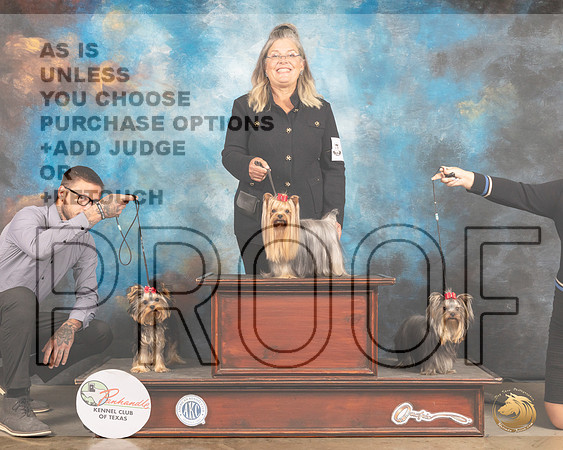 Yorkshire Terriers #5-MMJ_2752-Amarillo2021