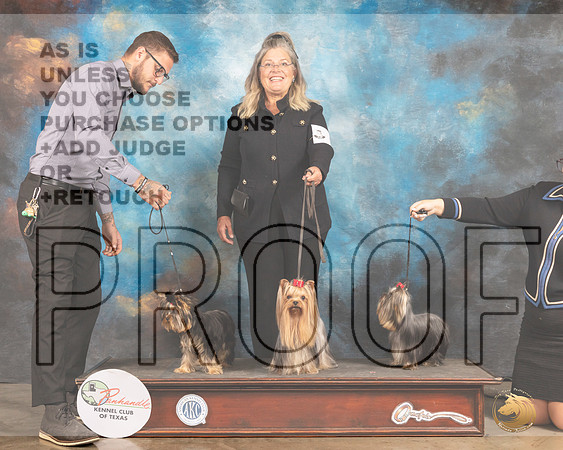 Yorkshire Terriers #5-MMJ_2757-Amarillo2021