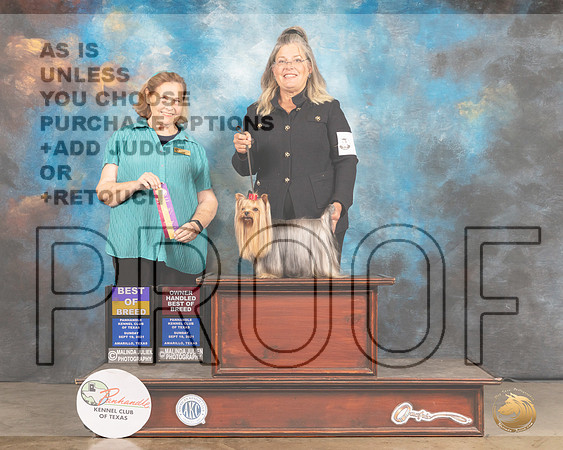 Yorkshire Terrier #5 Sun BOBOHBOB Judge Donelle Richard-MMJ_2743-Amarillo2021
