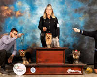 Yorkshire Terriers #5