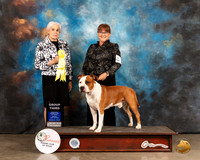 American Staffordshire Terrier #5 Sun G3 Judge Jan Paulk