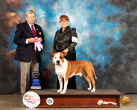 American Staffordshire Terrier #5 Sun OHG1 Judge Richard Robinson