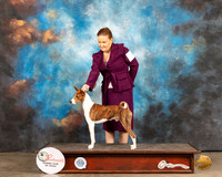 Basenji BOS R