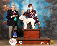 Bedlington Terrier #6 Sun OHG3 Judge Richard Robinson