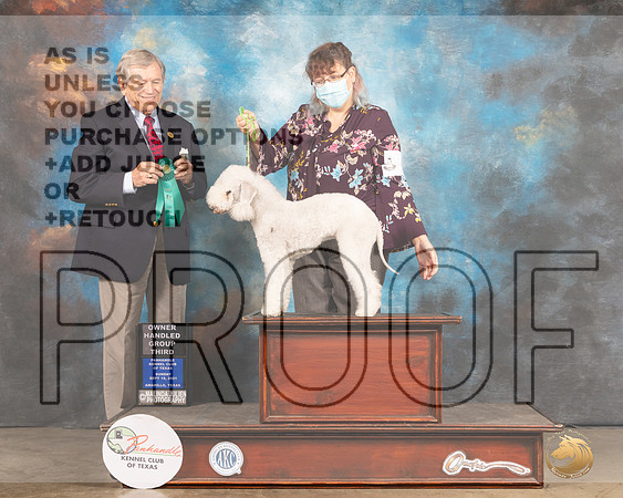 Bedlington Terrier #6 Sun OHG3 Judge Richard Robinson-MMJ_2821-Amarillo2021