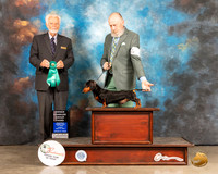 Dachshund Smooth #9 Fri OHG3 Judge Houston Clark