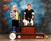English Toy Spaniel #5 Sun G3 Judge Jan Paulk