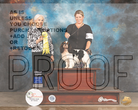 English Toy Spaniel #5 Sun G3 Judge Jan Paulk-MMJ_2968-Amarillo2021