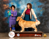 Golden Retriever #15 Sun OHG3 Judge Linda Clark
