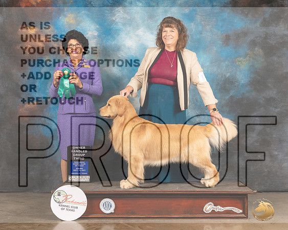 Golden Retriever #15 Sun OHG3 Judge Linda Clark-MMJ_2852-Amarillo2021