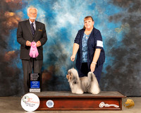 Havanese #10 Sun OHG1 Judge Houston Clark