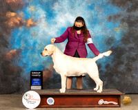 Labrador Retriever #5 Sun G4 Judge Jan Paulk