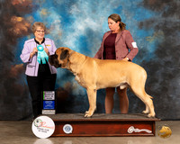 Mastiff #5 Sun OHBIS Judge Jane Blackerby