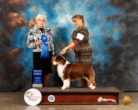 Miniature American Shepherd #5 Sun G1 Judge Jan Paulk