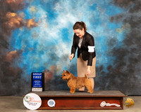 Norwich Terrier #5 Sun G1 Judge Jan Paulk