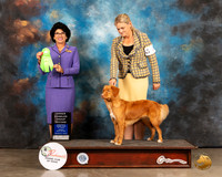 Nova Scotia Duck Tolling Retriever #6 Sun OHG2 Judge Linda Clark