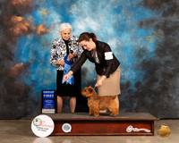 Nowrich Terrier #5 Sun G1 Judge Jan Paulk r