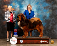 Tibetan Mastiff #5 Sun G2 Judge Jan Paulk