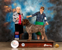 Wirehaired Pointing Griffon #5 Sun G2 Judge Jan Paulk