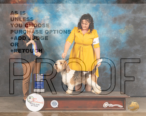 PBGV #5 Sun BOB Judge Ann Meyer-MMJ_2908-Amarillo2021