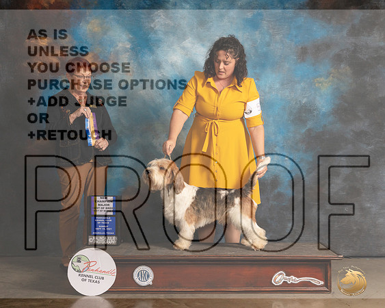 PBGV #5 Sun BOB Judge Ann Meyer-MMJ_2909-Amarillo2021