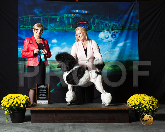 Poodle Std Multi #167 Fri NCh Kay Andrews Judge Marilyn O'Neill__ST_0319-OKC2018-HR3
