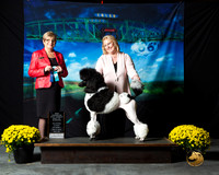 Poodle Std Multi #167 Fri NCh Kay Andrews Judge Marilyn O'Neill