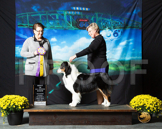 Australian Shepherd #163 Fri S2 BIS Terri Rein Judge Melissa Kidd__ST_0341-OKC2018-HR3