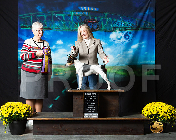Rat Terrier #280 Fri S2 RBIS Beth Amico Judge Mary Meek__ST_0329-OKC2018-HR3