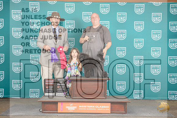 Poodle #252 Sat BOB G2 Judge Allan Krenek__JP_1503_Longview WA_2024_HR3