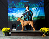 American Pit Bull Terrier #184 Lindsay Dugan