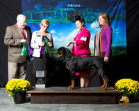 Rottweiler #349 Sat S2 Christina Taylor NCh Judges Rick Gann Marilyn O'Neill